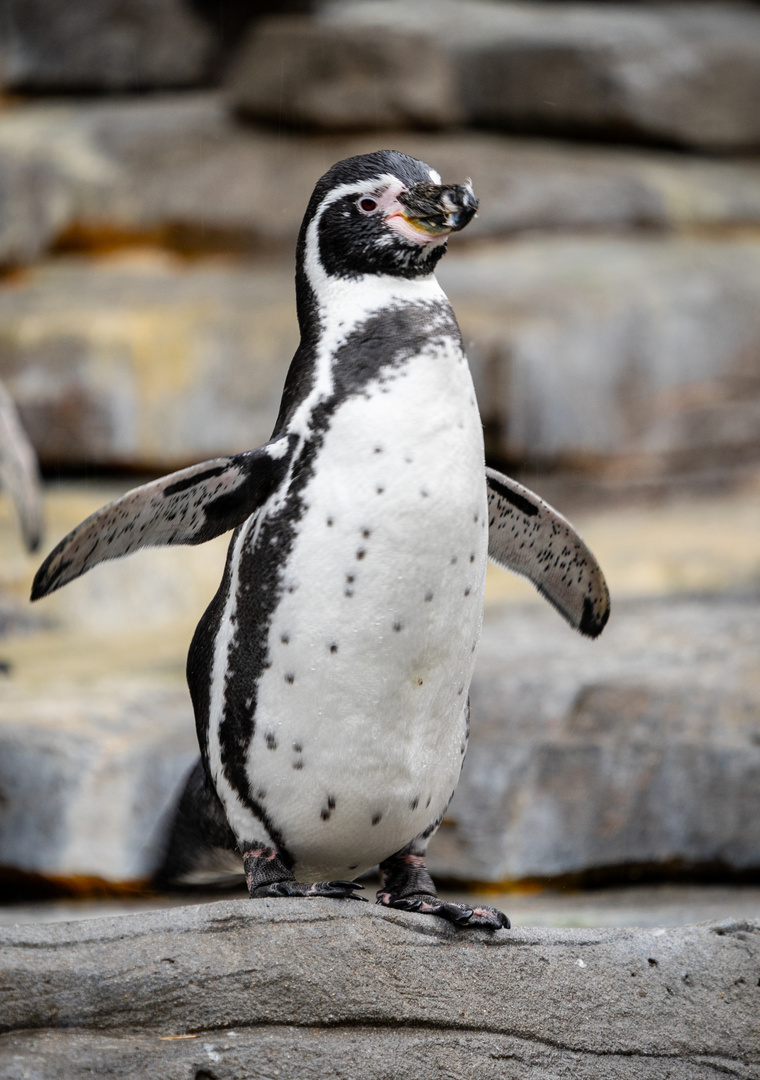 Hagenbeck / Humboldt-Pinguin