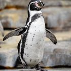 Hagenbeck / Humboldt-Pinguin