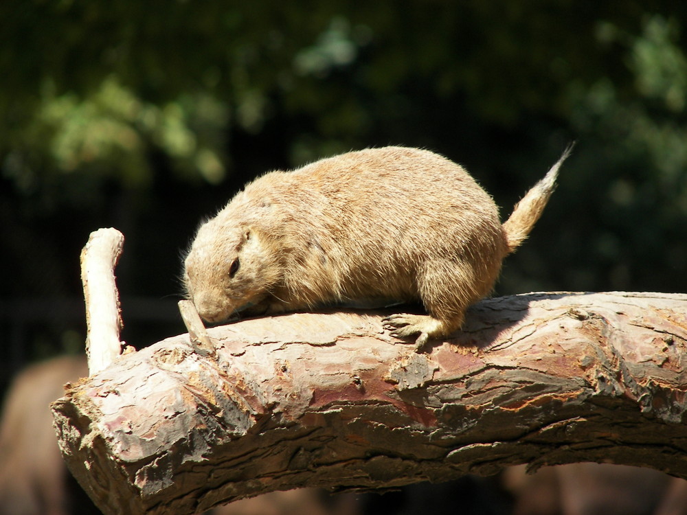 Hagenbeck II