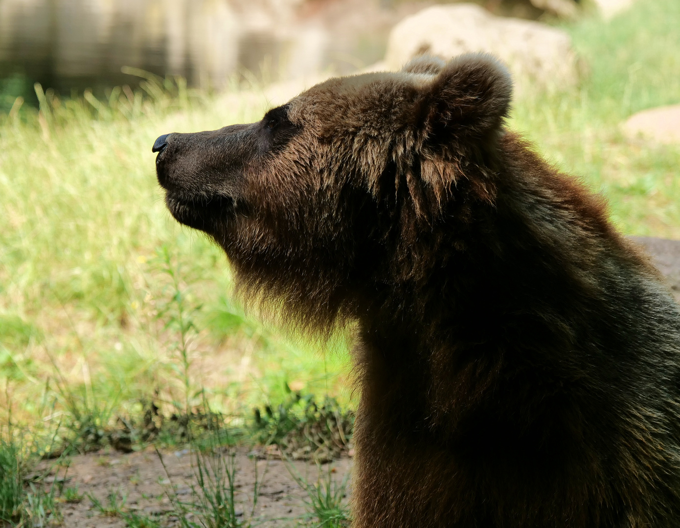 Hagenbeck - Kamtschatka Bär