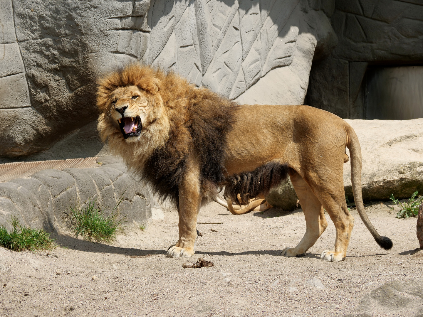 Hagenbeck - Löwe in der Löwenschlucht