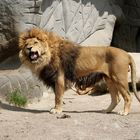 Hagenbeck - Löwe in der Löwenschlucht