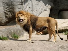 Hagenbeck - Löwe in der Löwenschlucht