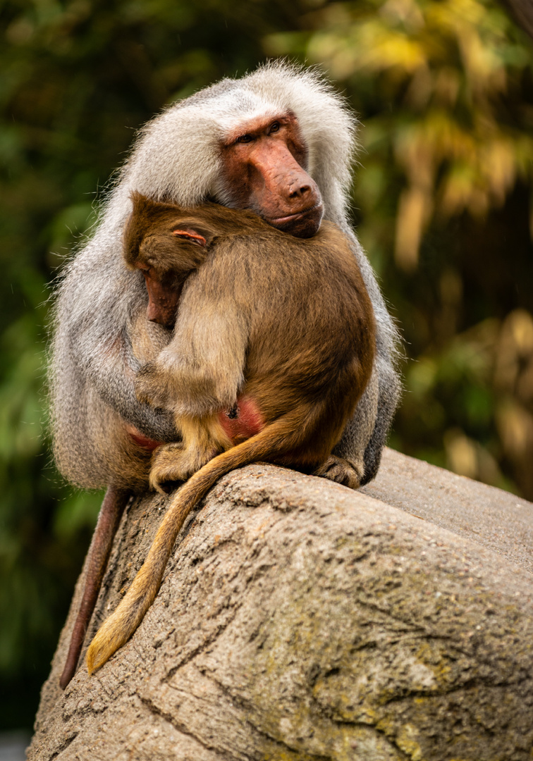 Hagenbeck / Mantelpaviane