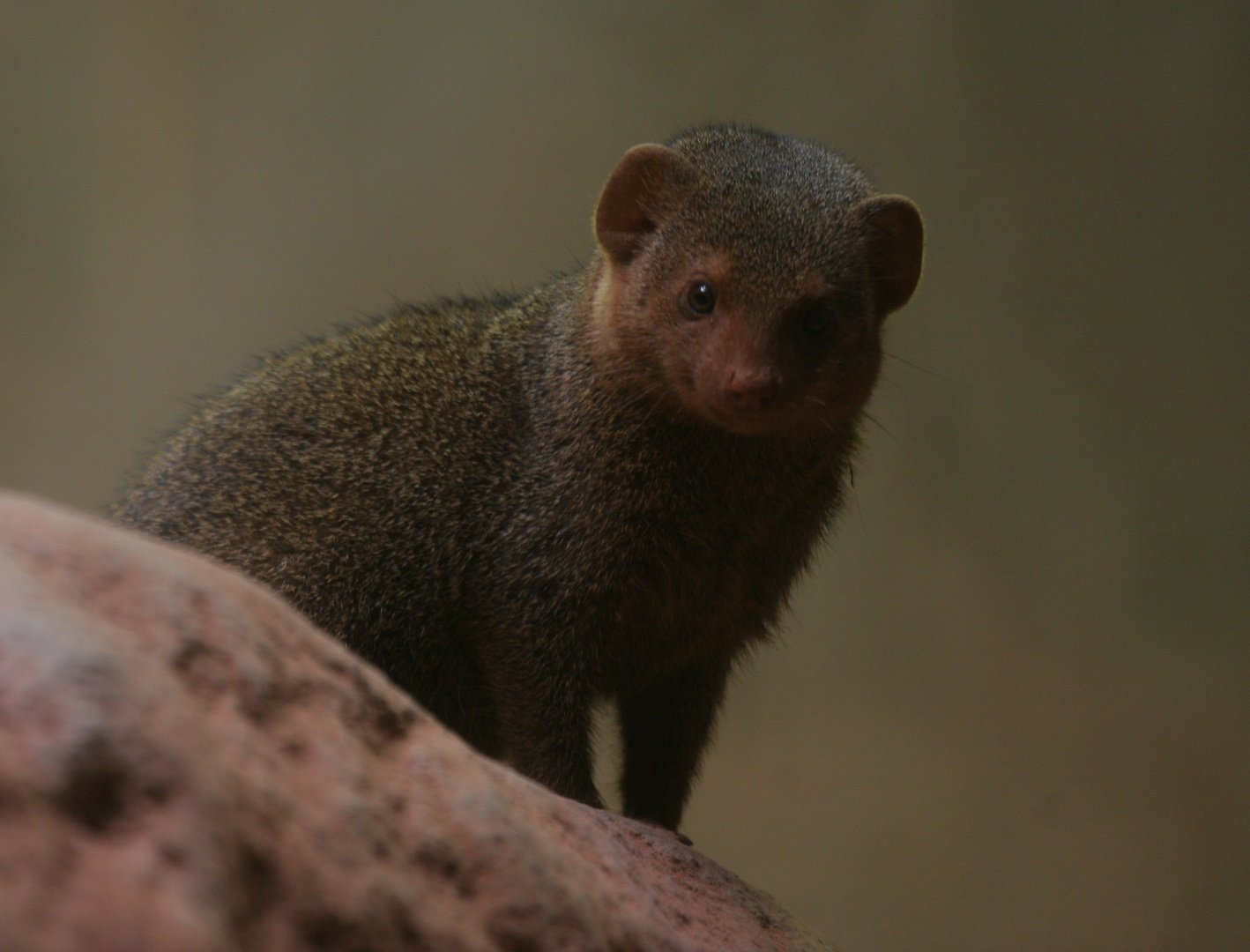 Hagenbeck - Neugieriger Kerl