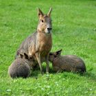 Hagenbeck - Pampas Hasenfamilie