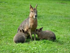 Hagenbeck - Pampas Hasenfamilie