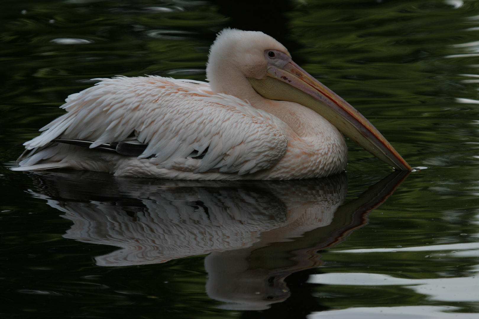 Hagenbeck - Pelikan im Wasser