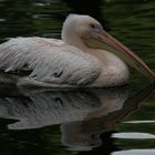 Hagenbeck - Pelikan im Wasser