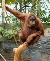 Hagenbeck - Sumatra Orang-Utans