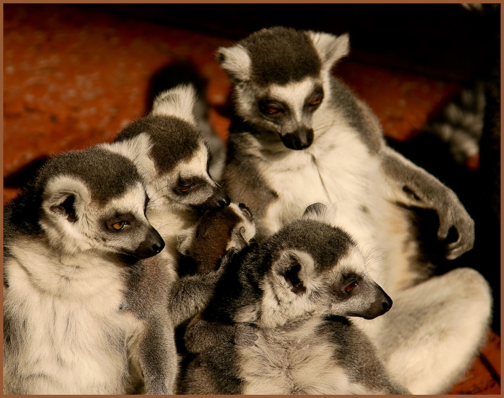 Hagenbeck Tierpark Hamburg