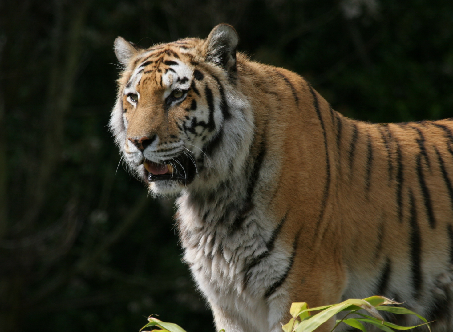 Hagenbeck - Tiger