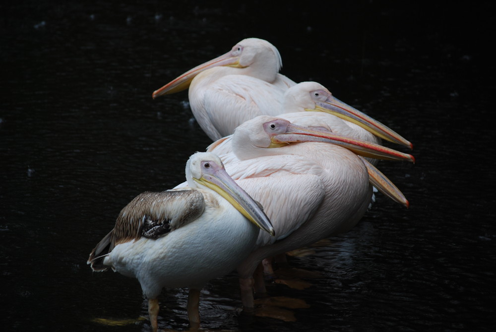 Hagenbeck_01