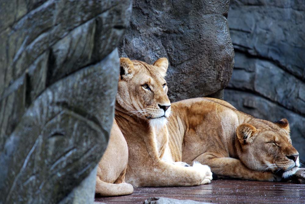 Hagenbeck_02