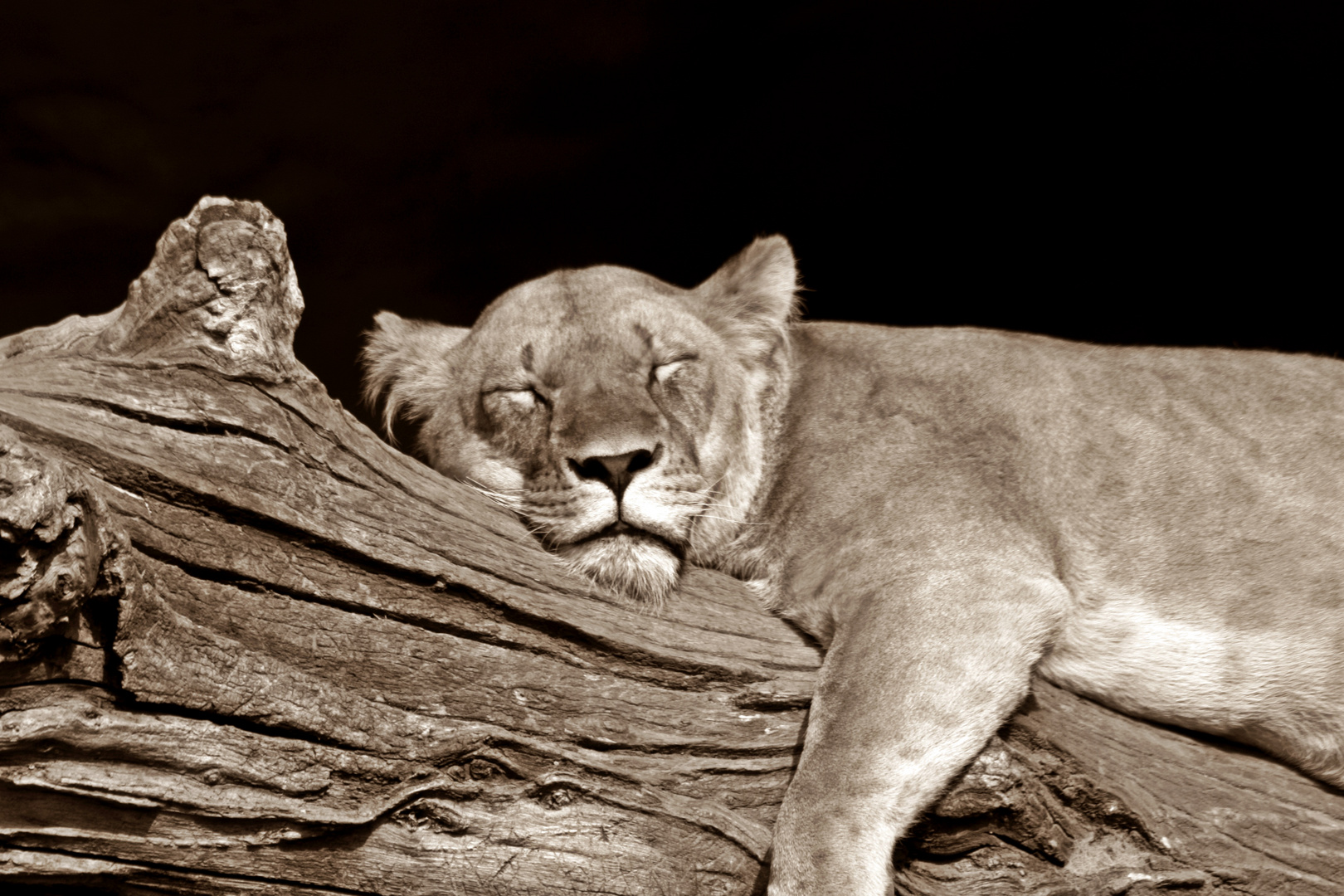 Hagenbecks Tierpark