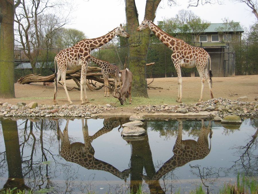 Hagenbecks Tierpark