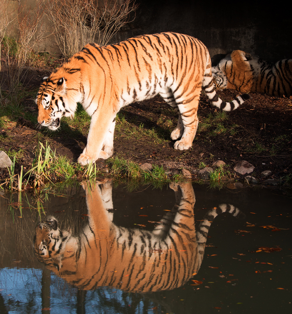 Hagenbecks Tierpark