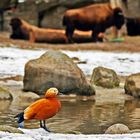 Hagenbecks Tierpark in Hamburg - kleiner Freund vor Büffeln