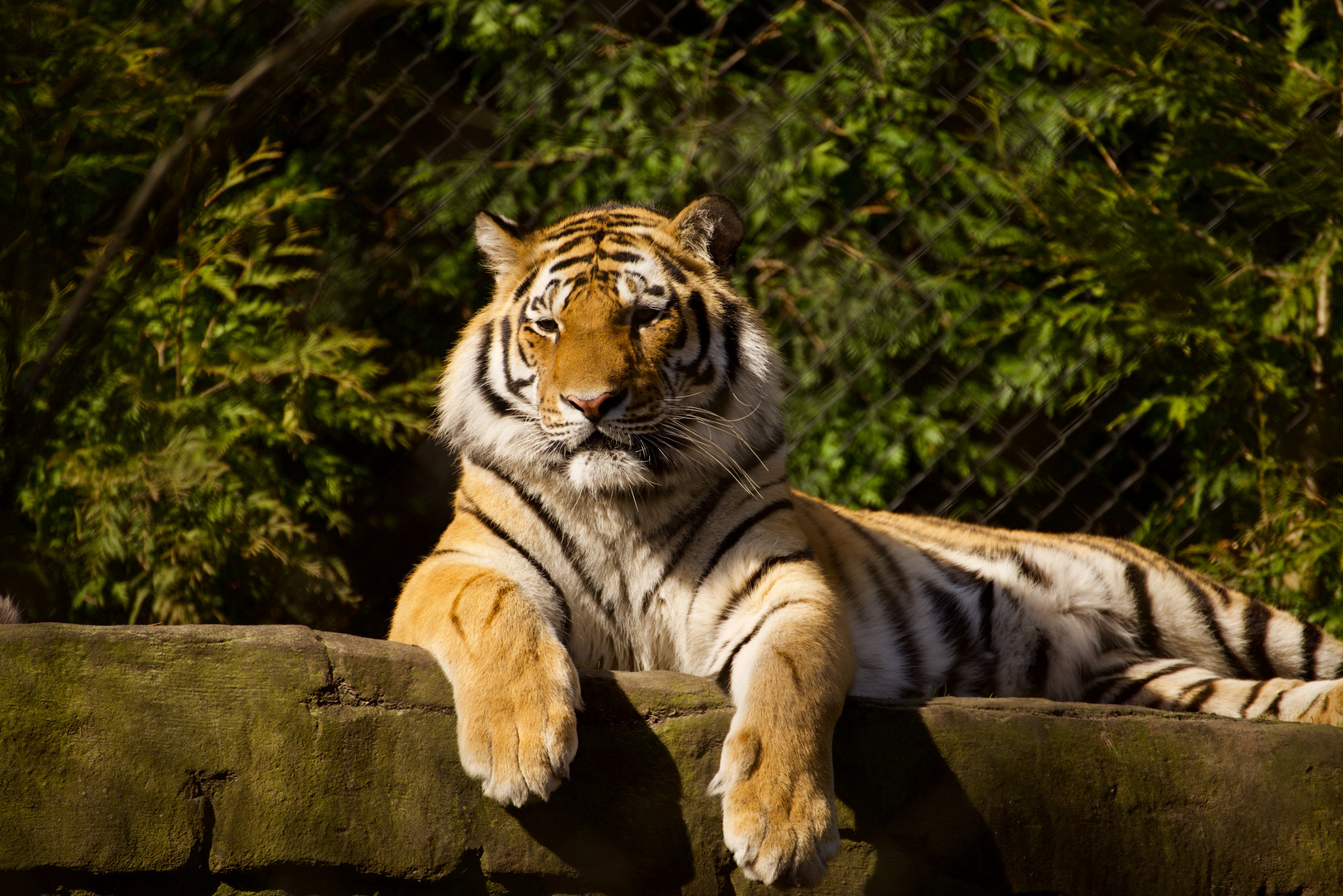 Hagenbecks Tiger in Hamburg 