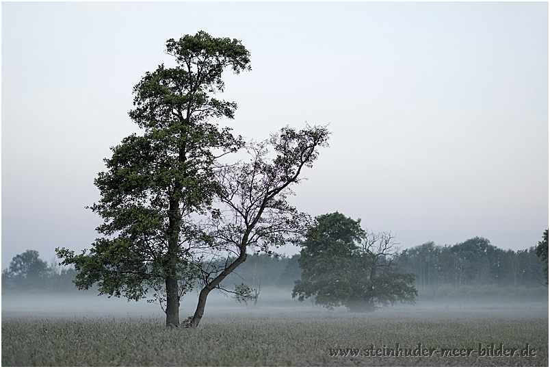 Hagenburger Wiesen im Morgennebel