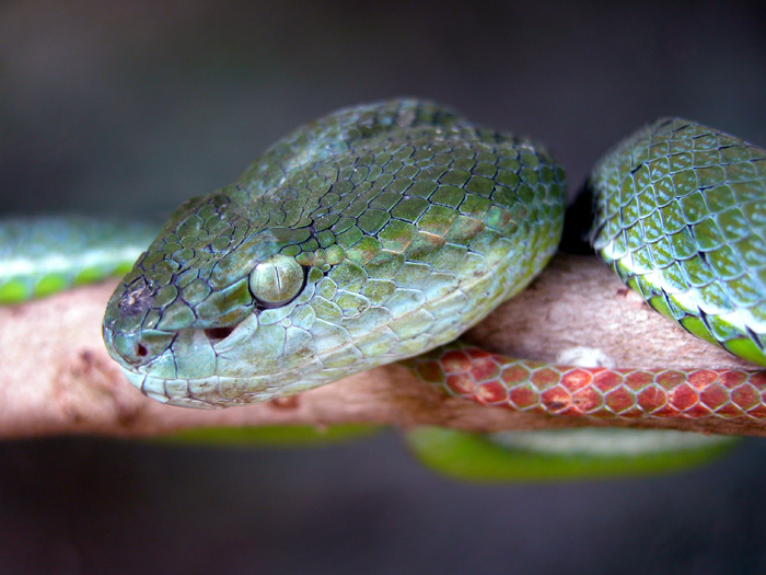 Hageni Pit Viper Trimeresurus hageni