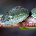 Hageni Pit Viper Trimeresurus hageni