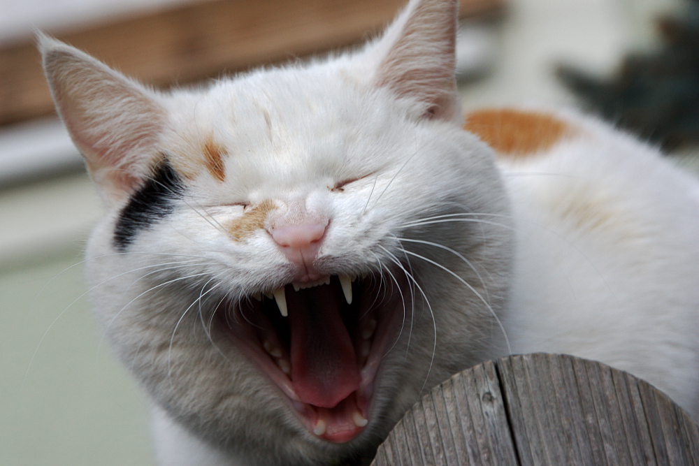 Hahaha-hihihi-hohoho-huhuhu Foto & Bild | tiere, haustiere, katzen ...