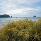 Hahei Beach Coromandel