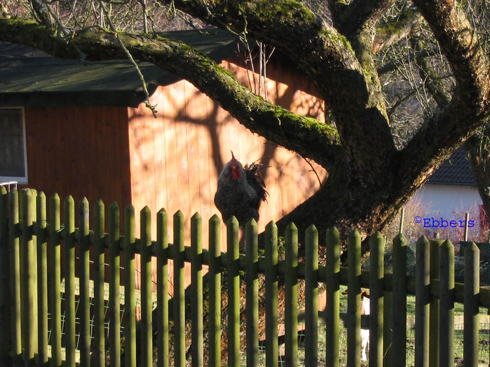 Hahn auf Baum