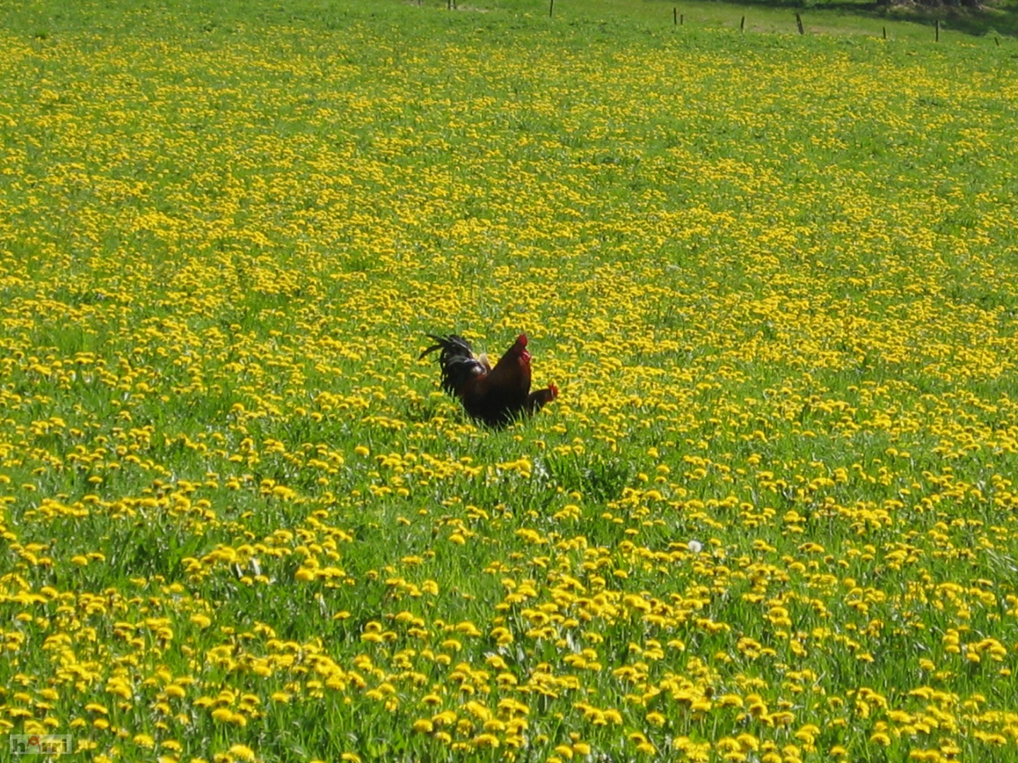 Hahn auf dem Feld