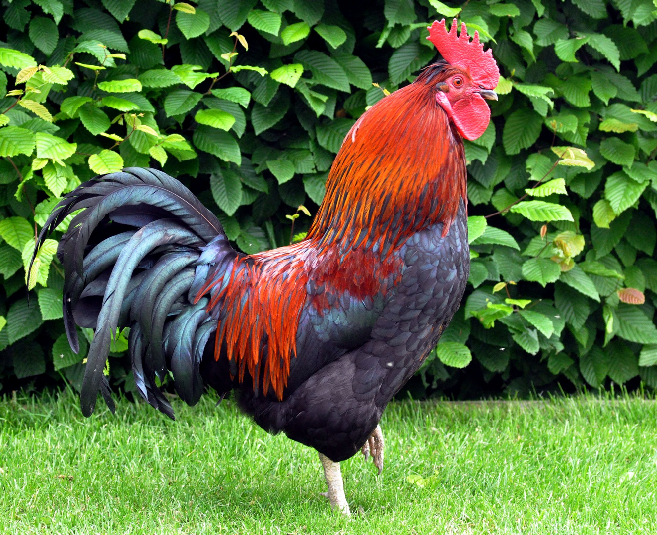 Hahn Aus Dem Bild Schreitend Foto Bild Tiere Haustiere Nutztiere Bilder Auf Fotocommunity