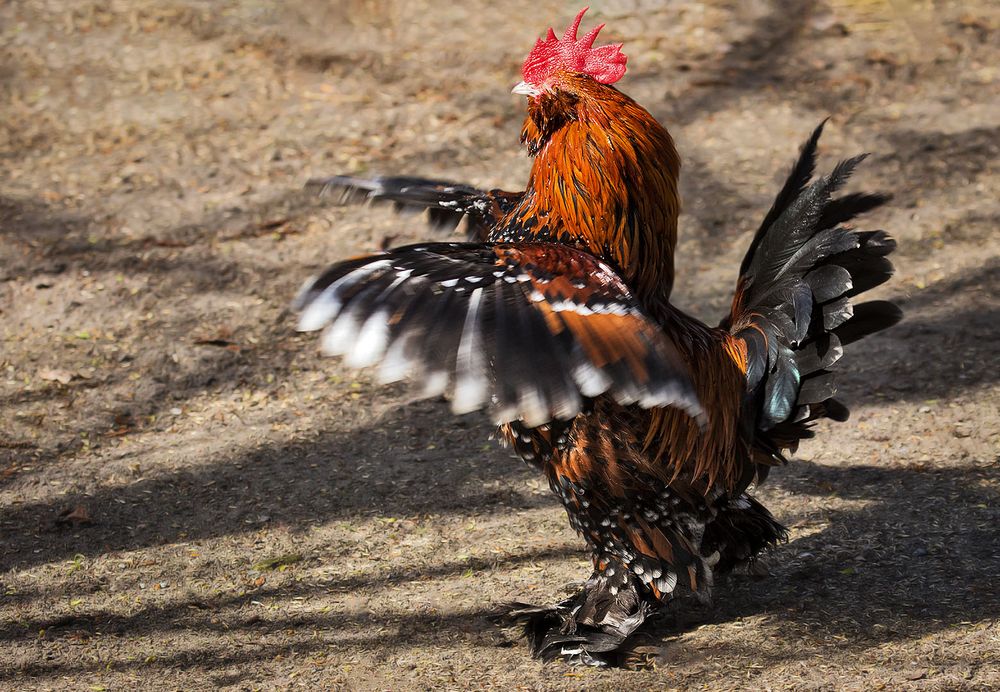 Bild von Hahn: The Epitome of Artistic Expression