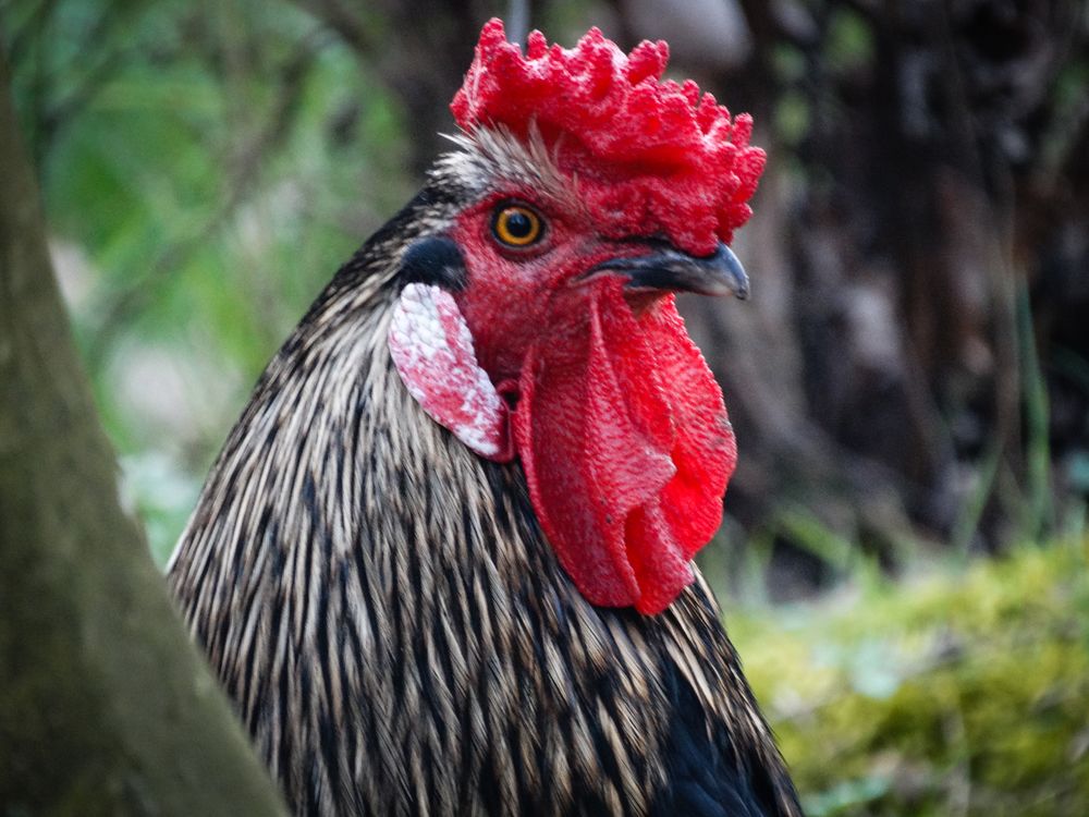 Hahn Foto & Bild | tiere, tier und mensch, hahn Bilder auf fotocommunity