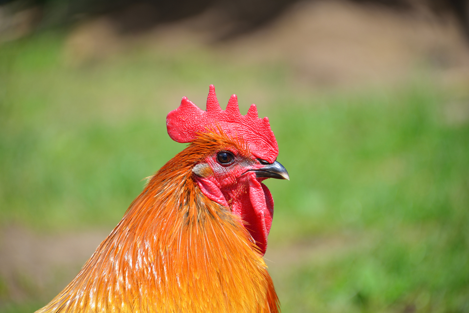 Hahn Friedrich Foto & Bild tiere, natur Bilder auf