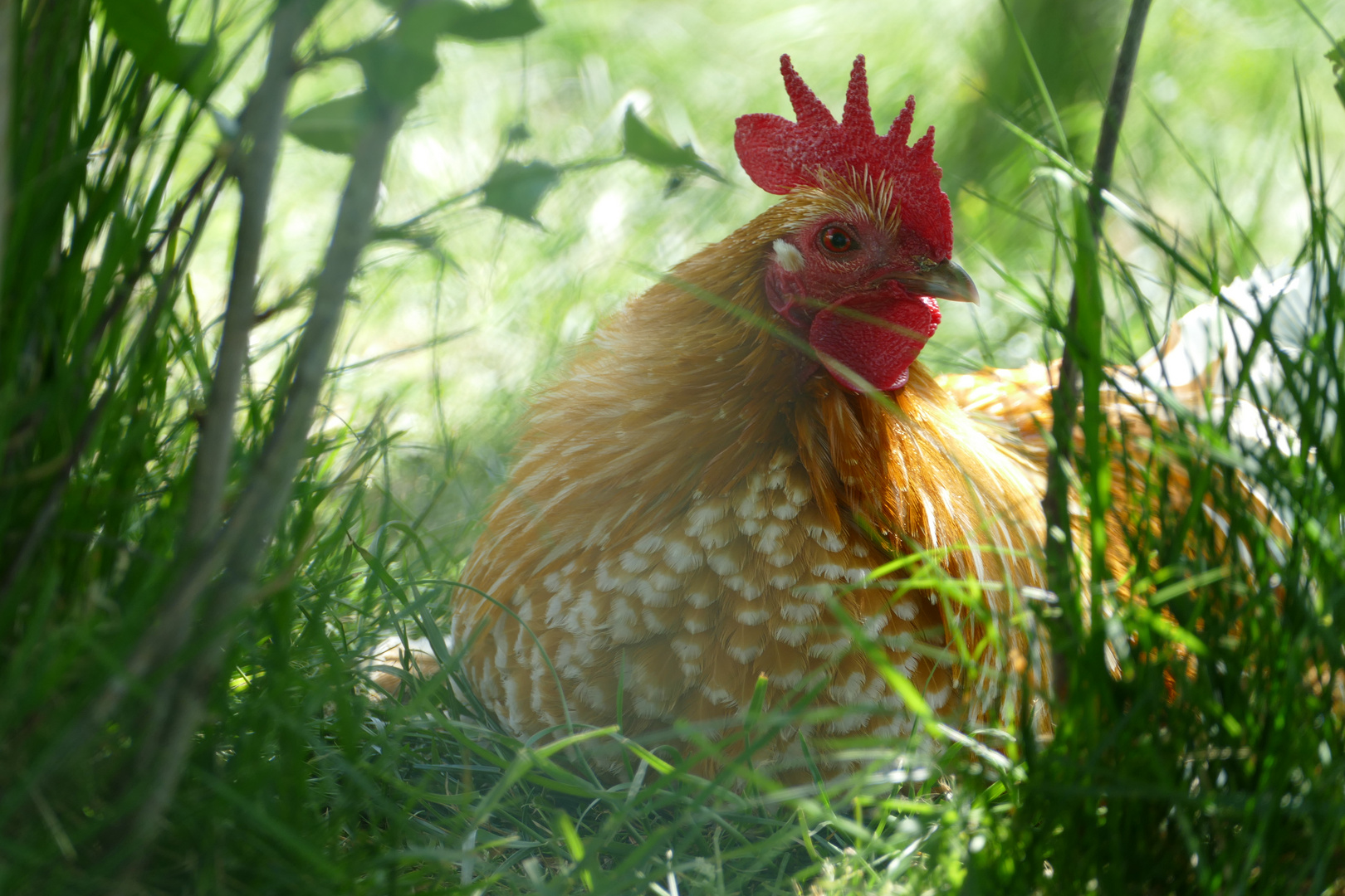 Hahn im Grünen