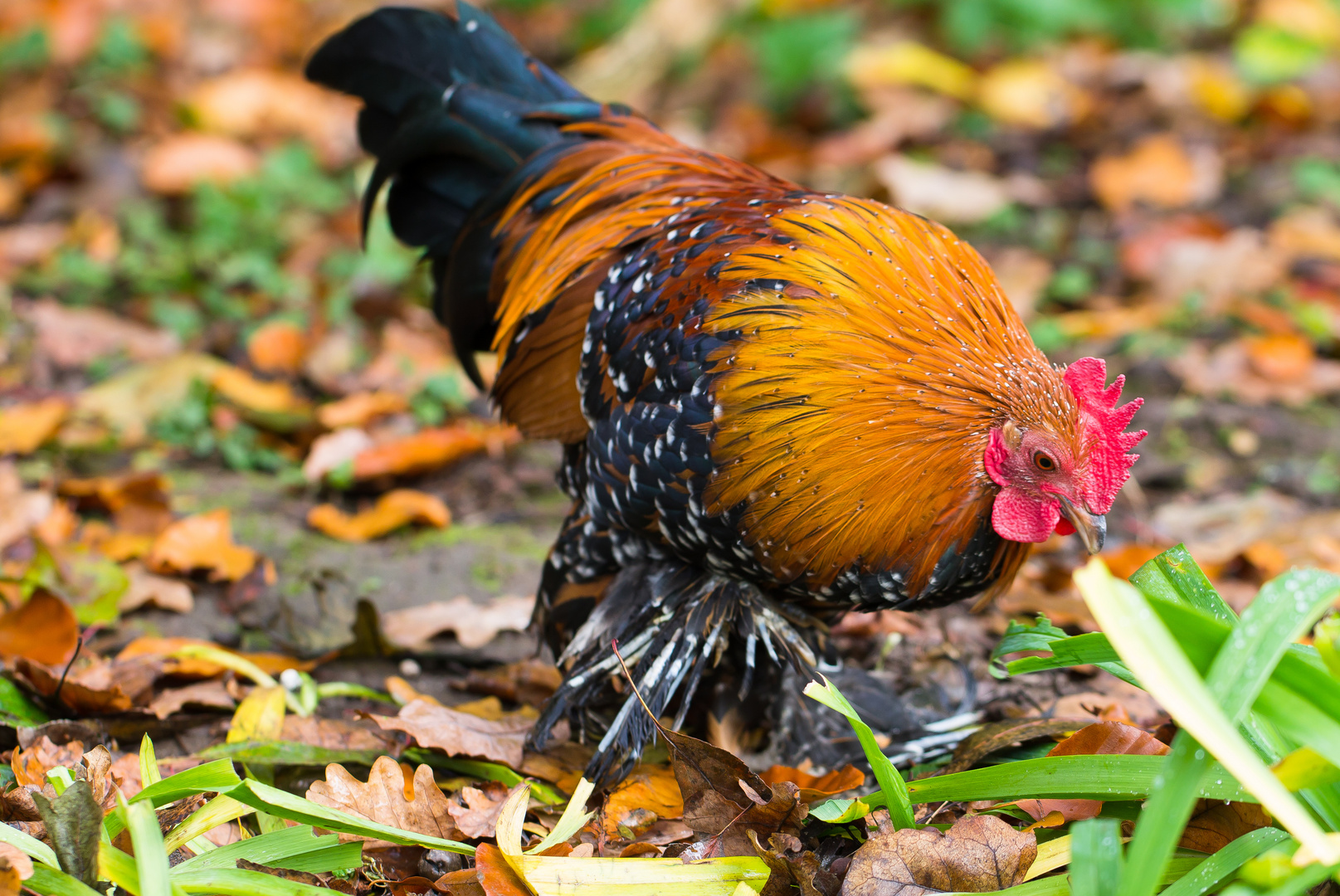 Hahn im Herbst