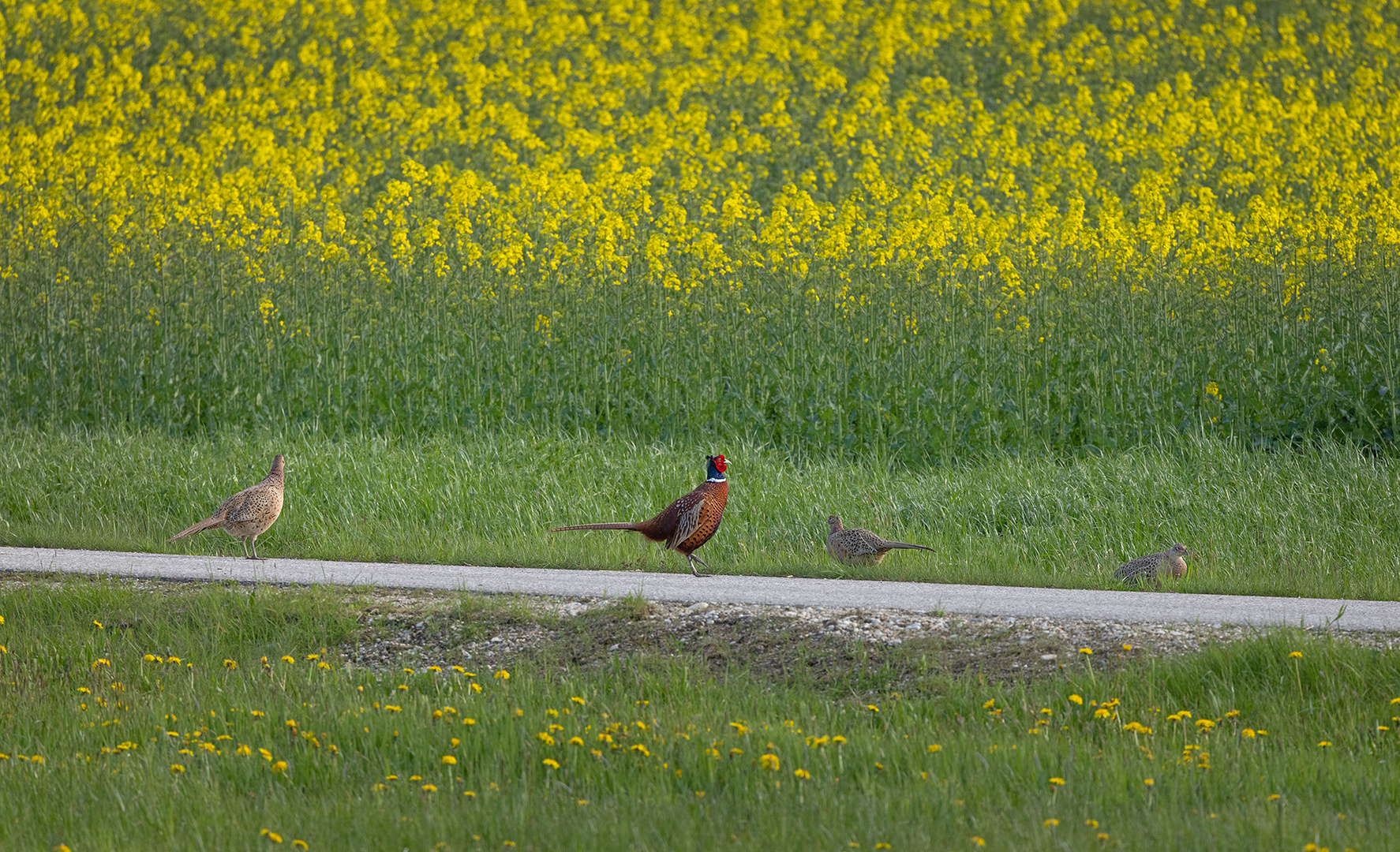 "Hahn im Korb"