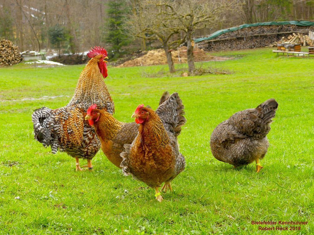 Hahn im Korb - Bielefelder Kennhühner - Hühnerschar mit krähendem Hahn ...