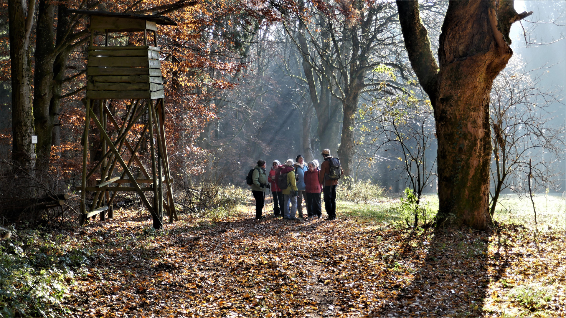 Hahn im Korb, frühmorgens