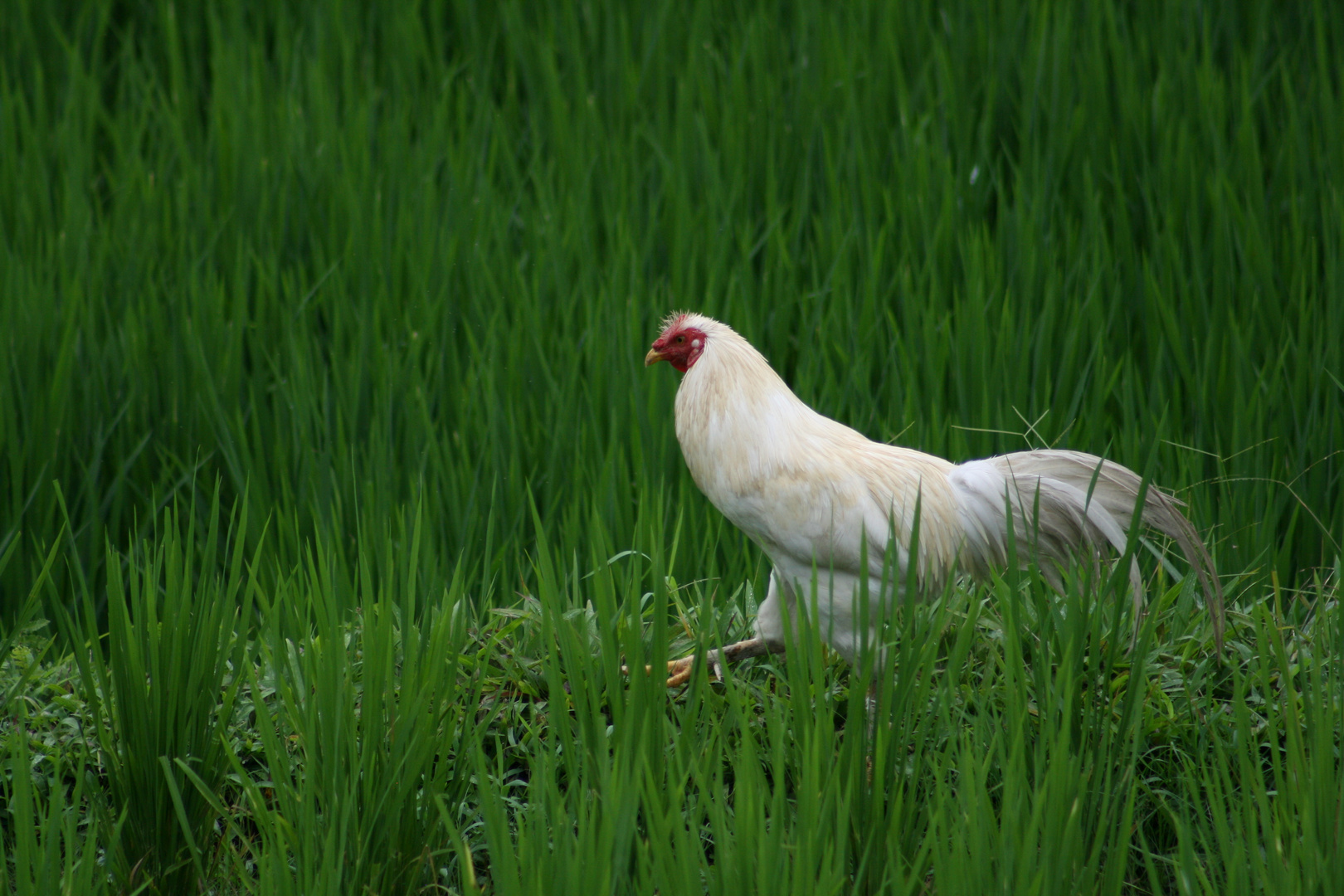 Hahn im Reisfeld