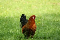 Hahn im Tierpark Worms