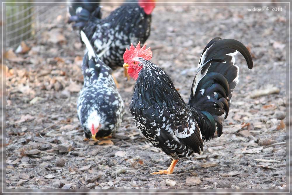 Hahn im Wildfreigehege Saerbeck