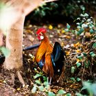 hahn in der hecke