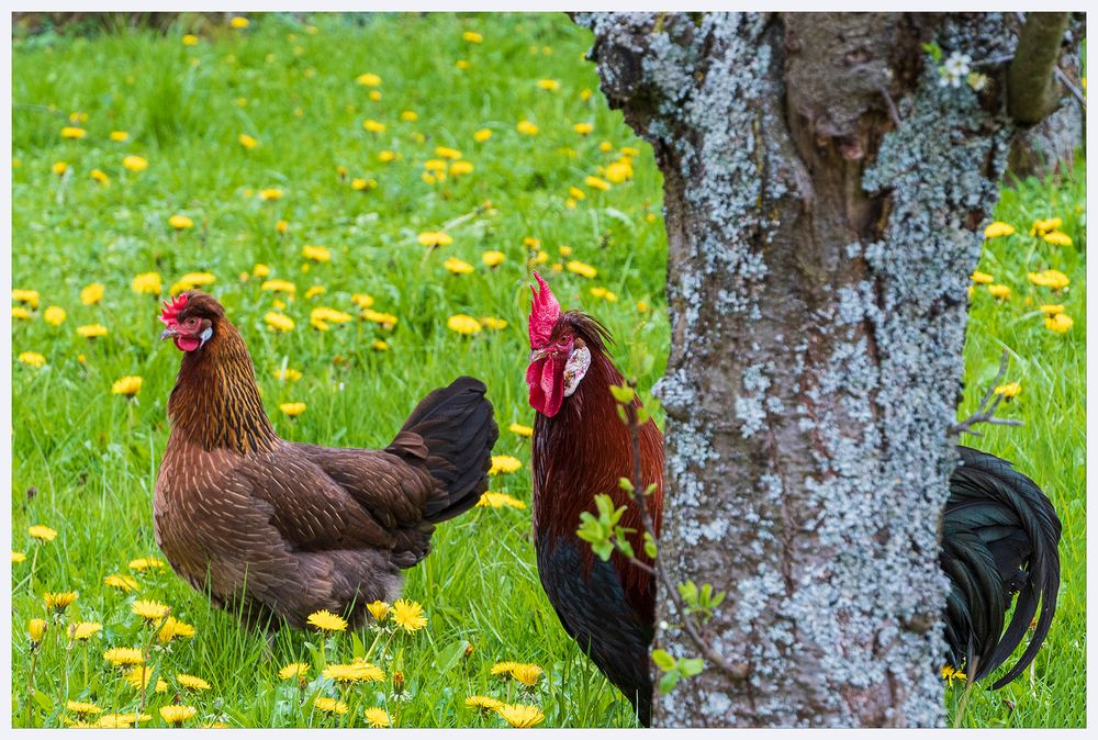 Hahn und Henne Foto &amp; Bild | natur, tiere, haustiere Bilder auf ...