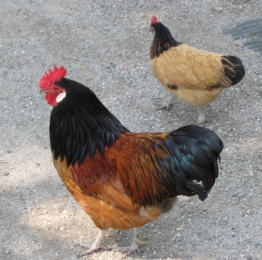 Hahn Und Henne Foto Bild Natur Tiere Haustiere Bilder Auf Fotocommunity