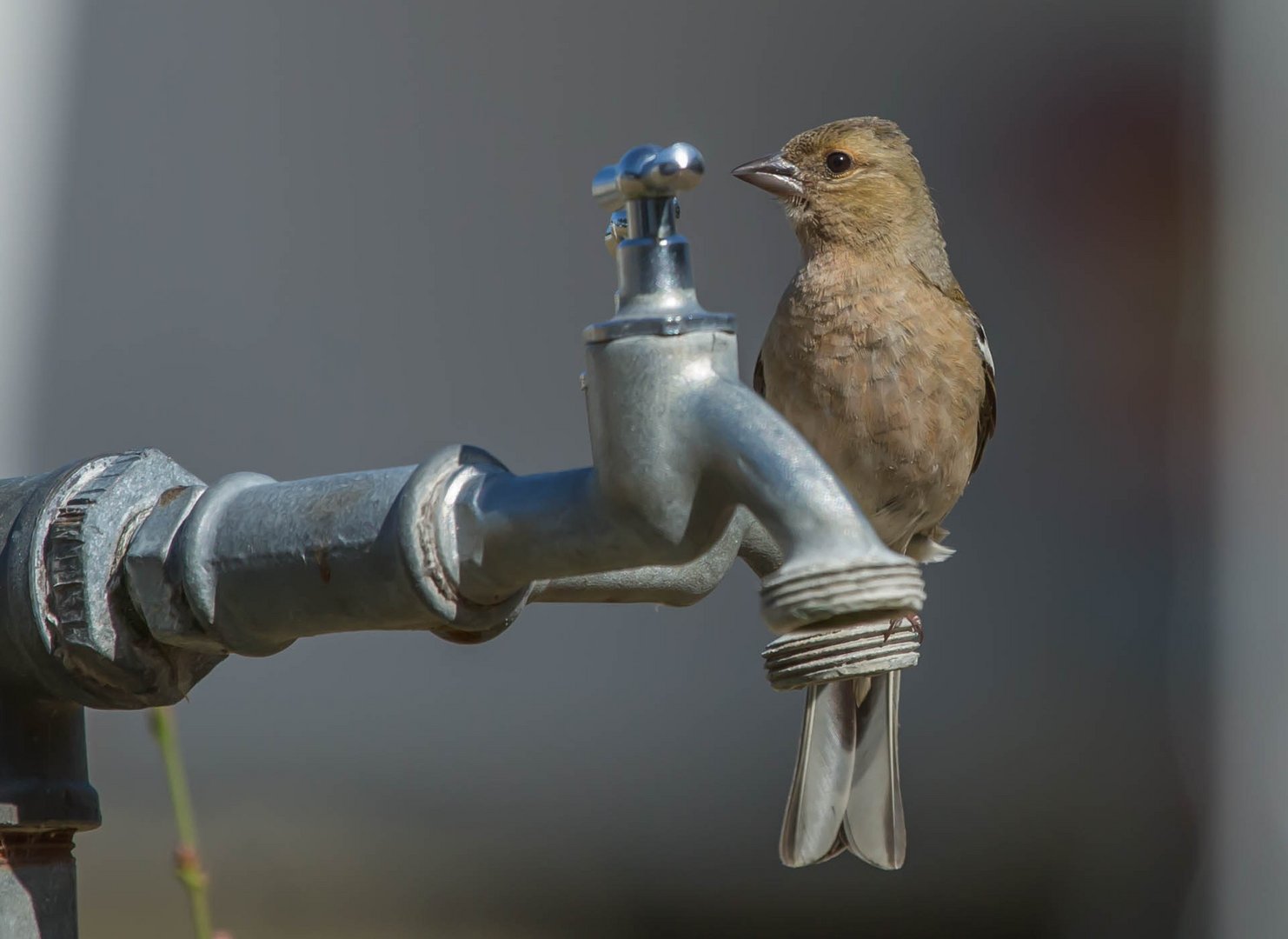 Hahn Und Henne Foto Bild Tiere Wildlife Wild Lebende Vogel Bilder Auf Fotocommunity