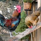 Hahn und Henne auf der Hühnerleiter - Bunte Landhühner