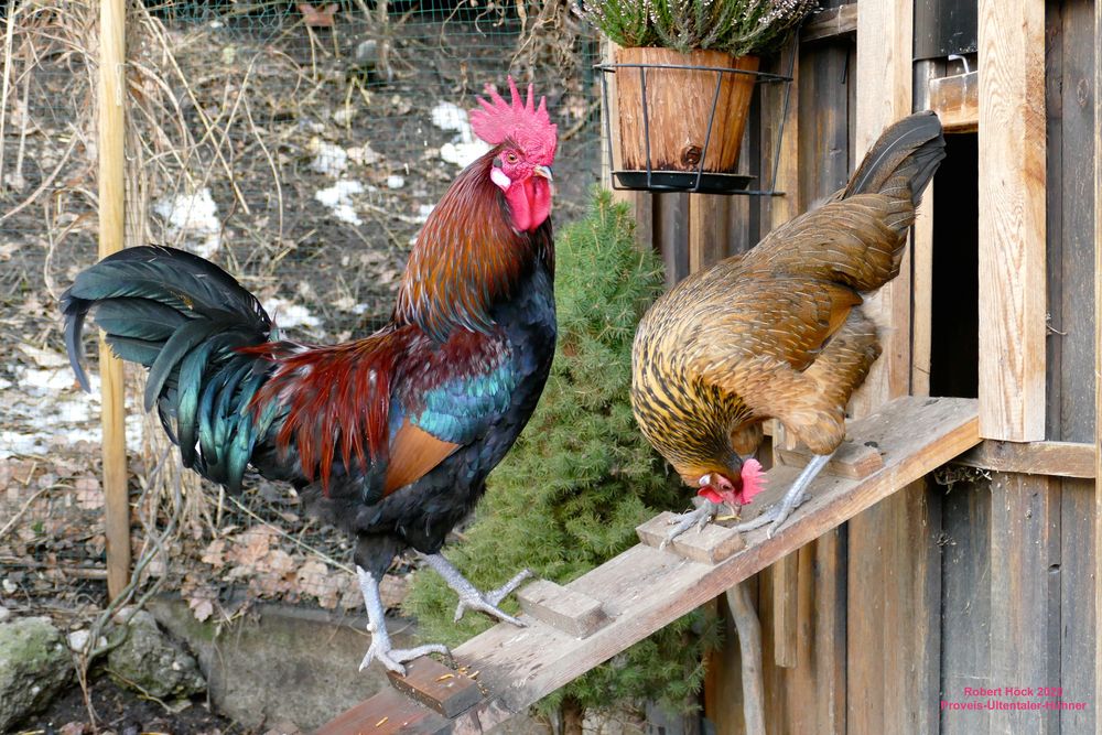 Hahn Und Henne Auf Der Huhnerleiter Bunte Landhuhner Foto Bild Natur Hahn Tiere Bilder Auf Fotocommunity
