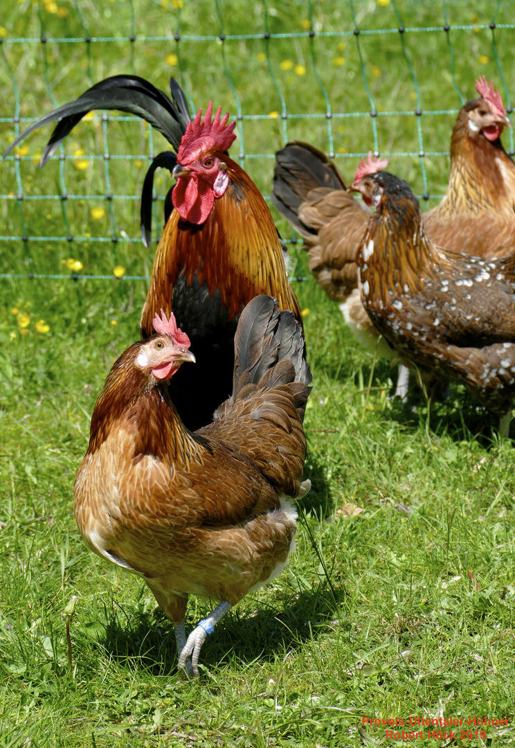 Hahn und Henne der Rasse Proveis-Ultentaler Hühner - Wildfarbiges Huhn