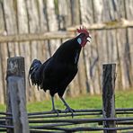 Hahn und Huhn -1-